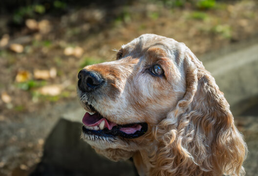 A BLONDE COATED COCKER SPANIEL LOOKING UP WITH A NICE BRIGHT EYE AND A SOFT BACKGROUND