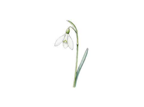 Beautiful white snowdrop flower with green stem and leaves isolated illustration