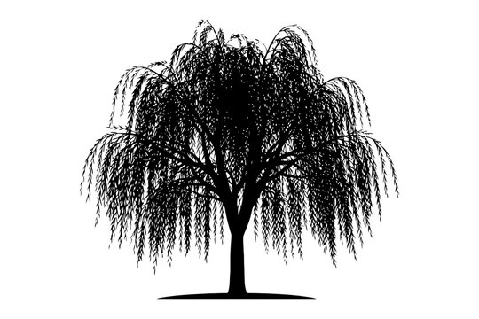 Silhouette of graceful weeping willow tree with drooping branches.