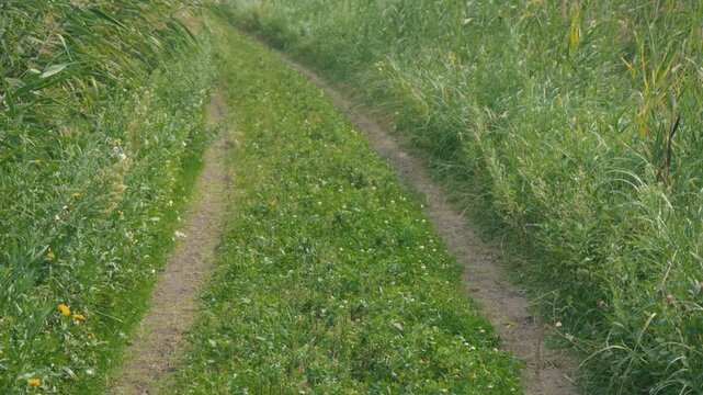 Curving Rural Road with Tire Tracks and Swaying Green Susuki Grass
