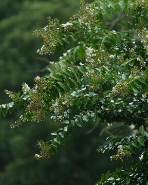 Crape Myrtle Tree Branches and Leaves in Rainy Weather
