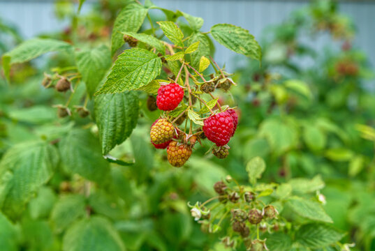 Ripe red raspberries and unripe berries growing on branch in home garden