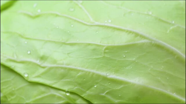  studio video of fresh cabbage