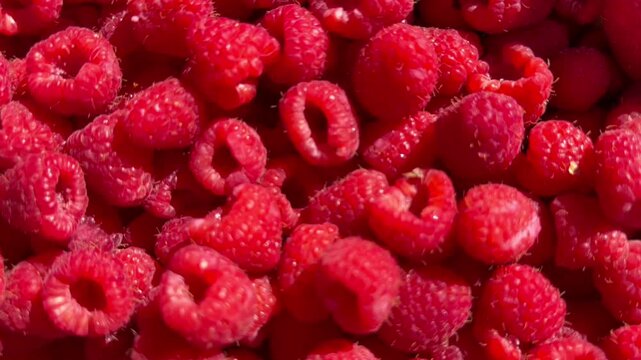  Close-up of fresh ripe red raspberries filling the frame