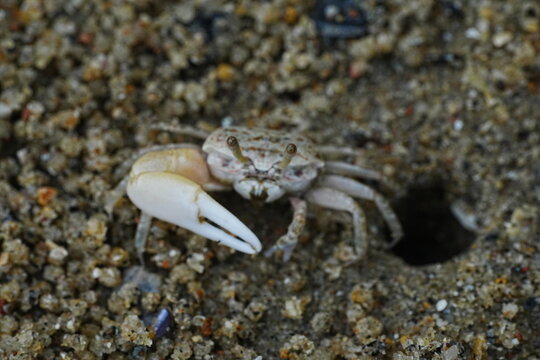 Fiddler Crab on the Beach Sand Nature Wildlife