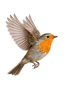 European robin in flight with wings isolated on transparent background