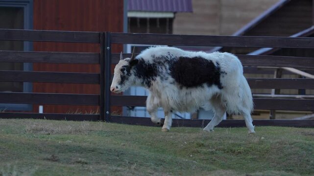 Domestic yak walking on green grass along wooden fence in mountain village during static shot
