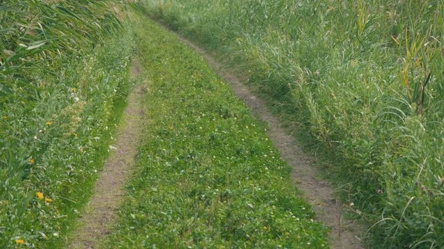 Curving Rural Road with Tire Tracks and Swaying Green Susuki Grass
