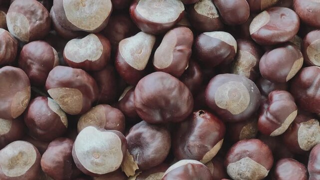 Macro shot of horse chestnuts gently spinning. Stunning fall arrangement featuring Aesculus hippocastanum seeds ideal for any nature themed project or design idea