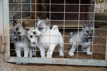 Husky puppies group standing behind metal gate © Karen Images