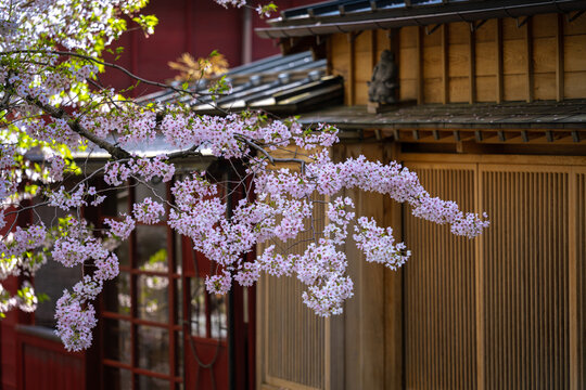 Sakura Branches Among Old Japanese Houses