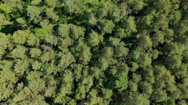 Summer green tree top in forest. Natural scenery of green forest aerial landscape. Nature landscape. Aerial top view of forest tree. Nature environment. Green tree forest from top, 4k footage
