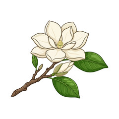 Obraz premium Elegant white magnolia flower with green leaves on branch in bloom.