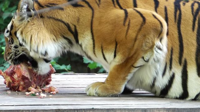tiger in the zoo eating meat