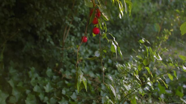 Ripe red cherry on tree branch