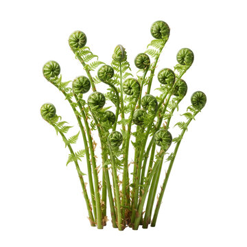 Fresh green fiddlehead ferns isolated on a transparent background for seasonal culinary design