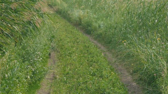 Curving Rural Road with Tire Tracks and Swaying Green Susuki Grass
