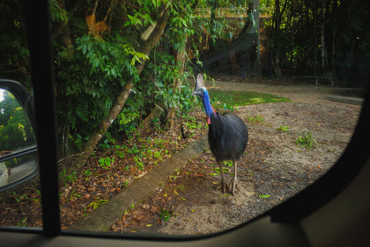 Cassowary seen from a camper van window
