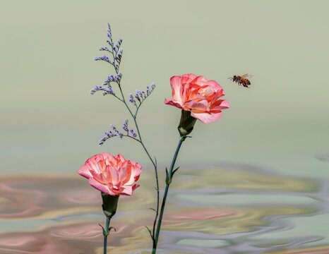 Bee flying to Carnations, sea Lavender.