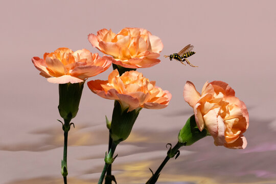 Wasp approaching four orange Carnations.