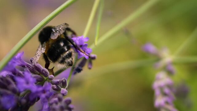 Bumble bee flapping wings climbing on lavender flower