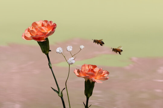 Two bees in flight approaching orange Carnations.