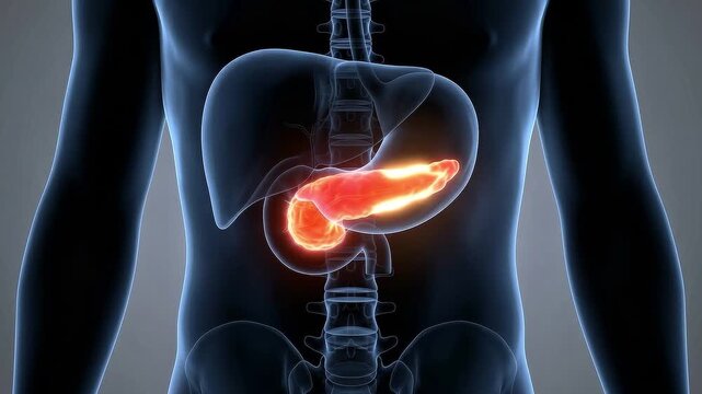 Medical 3D animation of the human torso showing a highlighted pancreas glowing within the digestive system with liver and stomach visible