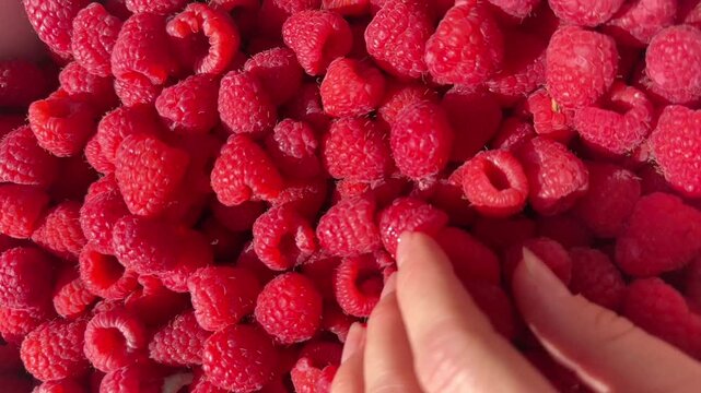  Hand touching fresh ripe red raspberries filling the frame