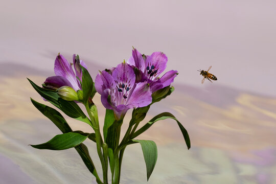 Bee approaching purple Peruvian lilies