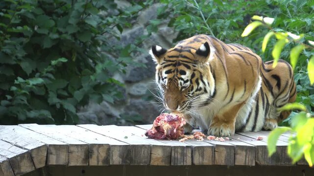 tiger in the zoo is eating meat.