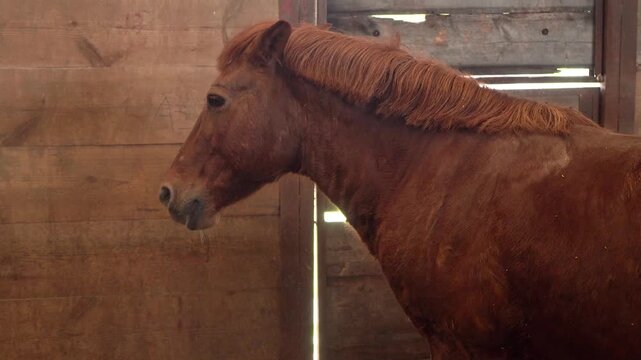 Close-up portrait of a brown horse standing inside a wooden stable