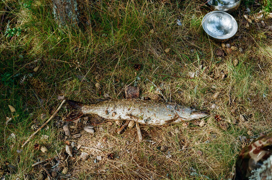 Fresh Fish Lying on Grass Near a Cooking Pot in the Forest