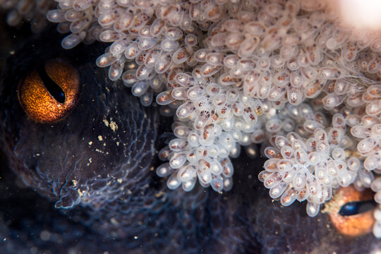 Fascinating Wild Octopus Camouflaged on the Ocean Floor