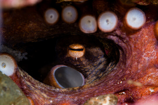 Fascinating Wild Octopus Camouflaged on the Ocean Floor
