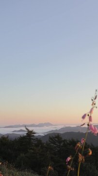 Pink Wildflowers Swaying Over a Sea of Clouds at Dawn