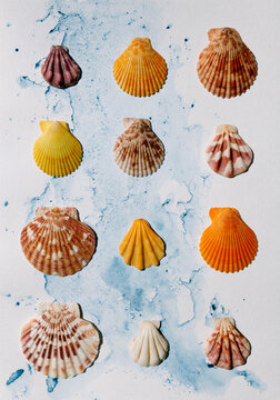 Seashells Collage