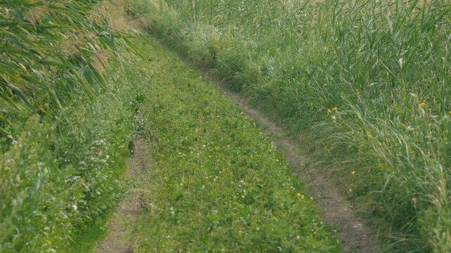 Curving Rural Road with Tire Tracks and Swaying Green Susuki Grass
