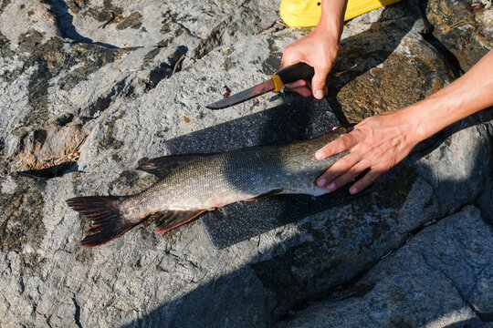 Person Prepares Fish on a Rock Beside a River