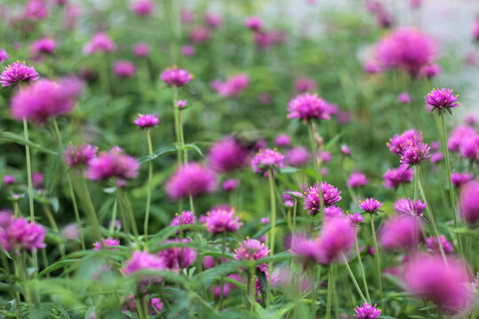 Vibrant Pink Globe Amaranth Flowers Blurring Into an Abstract Green Background. Abstract Pollinator Garden Theme