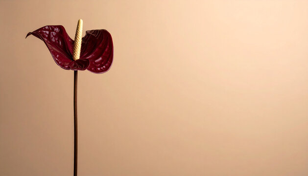 Tall dark burgundy anthurium against warm champagne background with calm sculptural minimalist mood generative AI