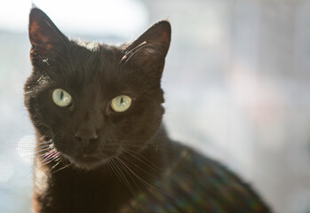 black cat portrait © Kourtney