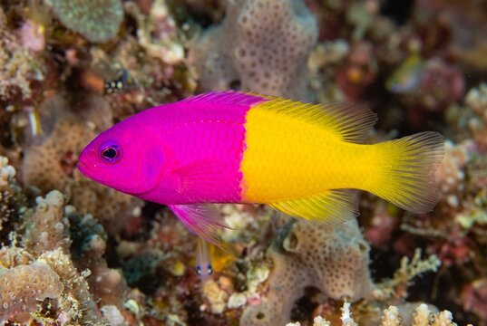 Extreme macro lateral profile of a Royal Dottyback (Pictichromis paccagnellae) on a coral reef
