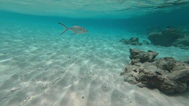 Smallspotted Dart Fish Swimming in Tropical Lagoon, Maldives