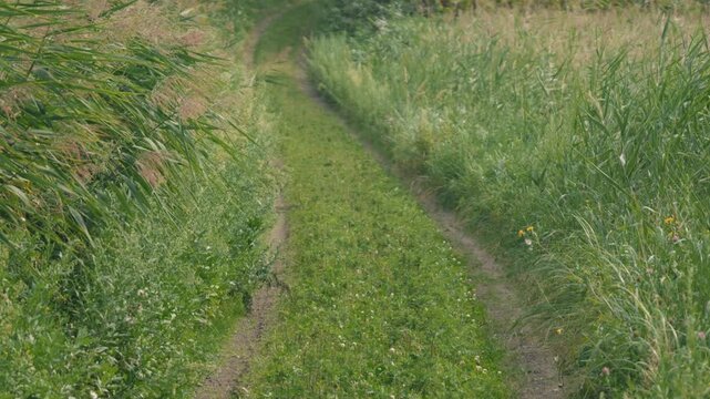 Curving Rural Road with Tire Tracks and Swaying Green Susuki Grass
