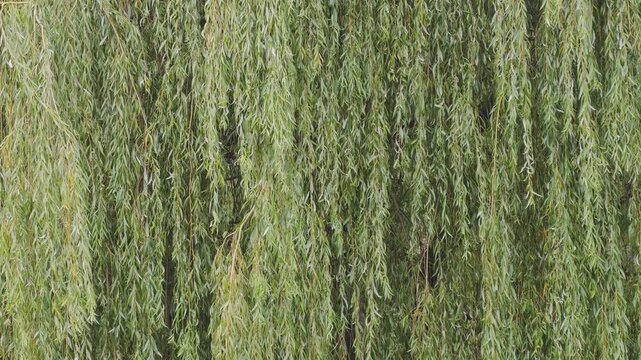 Lush green foliage of a weeping willow tree with long branches and leaves hanging down, moving gently in the wind creating a peaceful mood