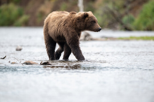 Alaskan brown bear standing in Brooks River