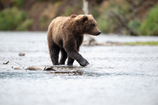 Alaskan brown bear standing in Brooks River
