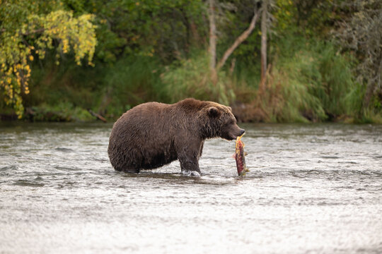 Alaskan brown bear standing in Brooks River