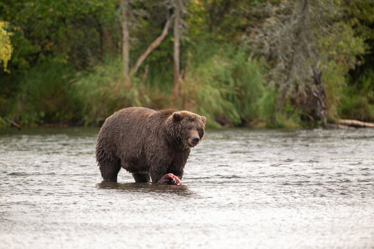Alaskan brown bear standing in Brooks River