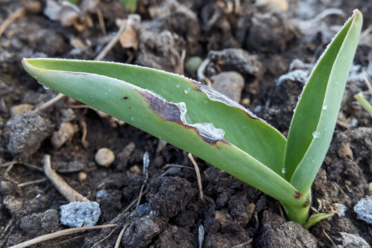 Tulip Leaf Damaged by Late Frost